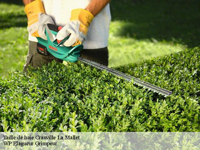 Taille de haie  crasville-la-mallet-76450 WP Elagueur Grimpeur