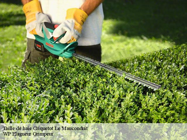 Taille de haie criquetot-le-mauconduit-76540 WP Elagueur Grimpeur
