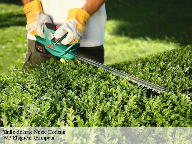 Taille de haie nesle-hodeng-76270 WP Elagueur Grimpeur