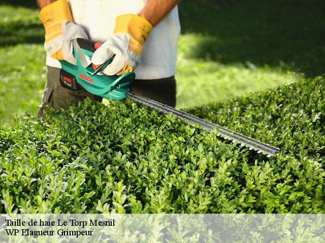 Taille de haie le-torp-mesnil-76560 WP Elagueur Grimpeur