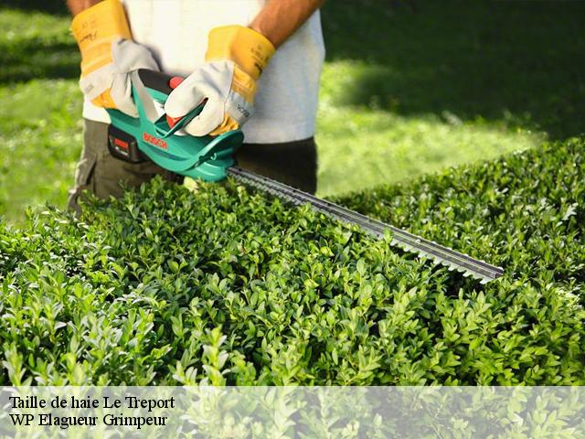 Taille de haie le-treport-76470 WP Elagueur Grimpeur