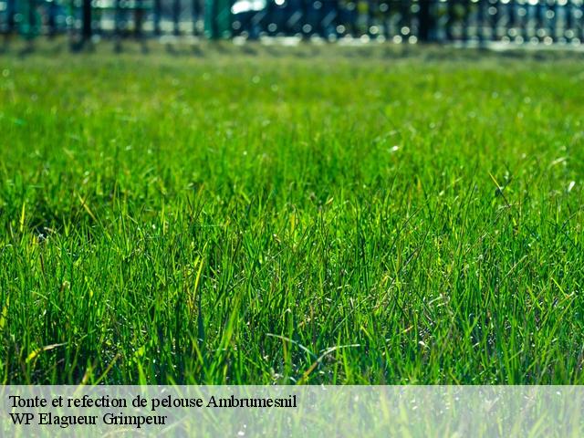 Tonte et refection de pelouse  ambrumesnil-76550 WP Elagueur Grimpeur