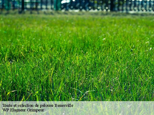 Tonte et refection de pelouse  benesville-76560 WP Elagueur Grimpeur