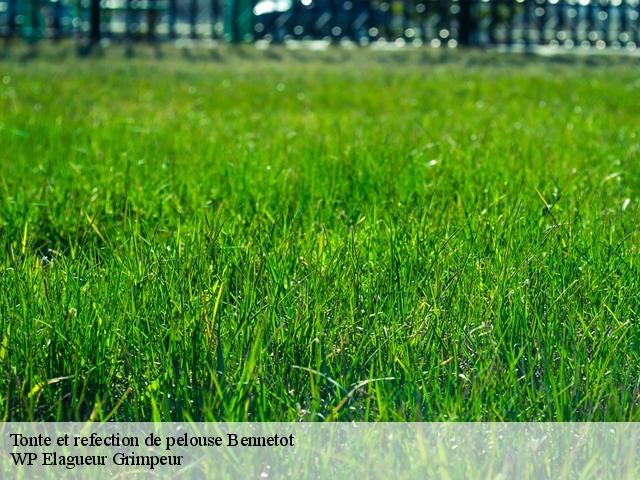 Tonte et refection de pelouse bennetot-76640 WP Elagueur Grimpeur