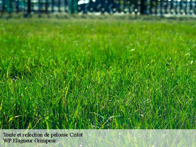 Tonte et refection de pelouse  critot-76680 WP Elagueur Grimpeur