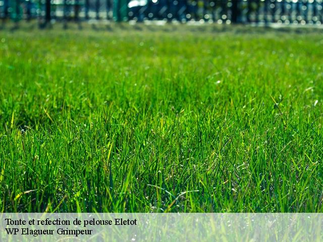 Tonte et refection de pelouse  eletot-76540 WP Elagueur Grimpeur