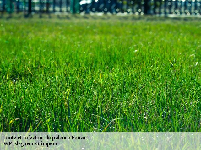 Tonte et refection de pelouse foucart-76640 WP Elagueur Grimpeur