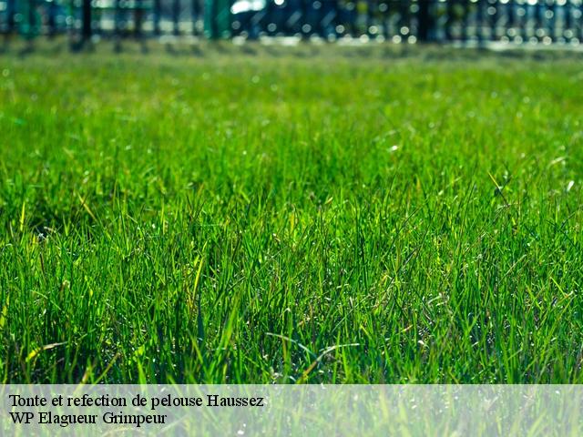 Tonte et refection de pelouse  haussez-76440 WP Elagueur Grimpeur