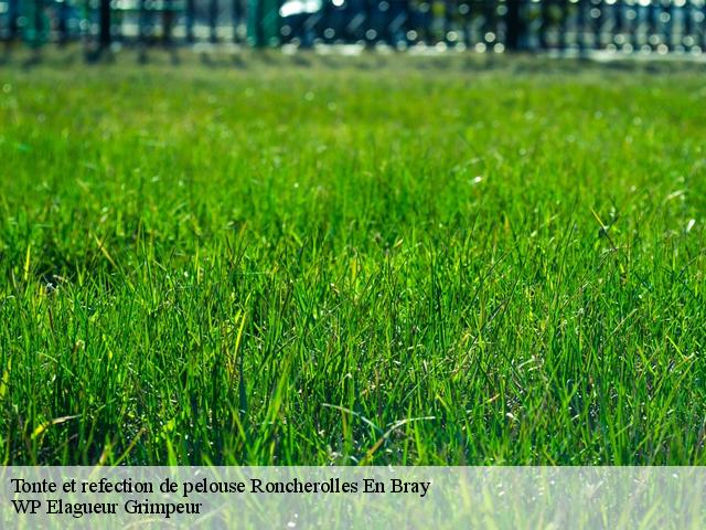Tonte et refection de pelouse roncherolles-en-bray-76440 WP Elagueur Grimpeur