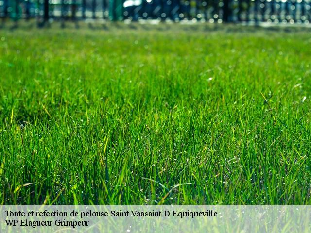 Tonte et refection de pelouse saint-vaasaint-d-equiqueville-76510 WP Elagueur Grimpeur