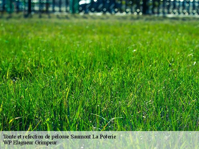 Tonte et refection de pelouse  saumont-la-poterie-76440 WP Elagueur Grimpeur