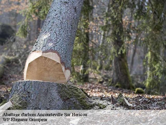 Abattage d'arbres  ancourteville-sur-hericou-76560 WP Elagueur Grimpeur