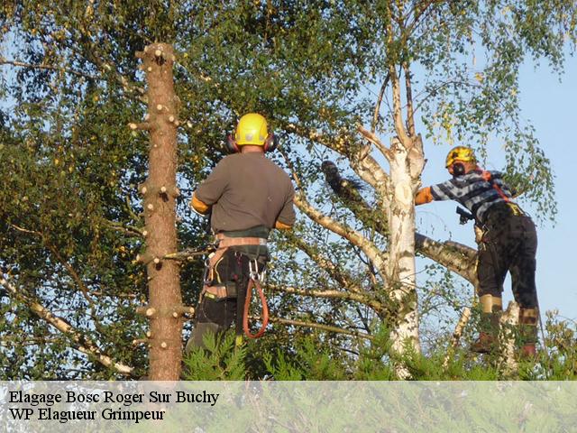 Elagage  bosc-roger-sur-buchy-76750 WP Elagueur Grimpeur