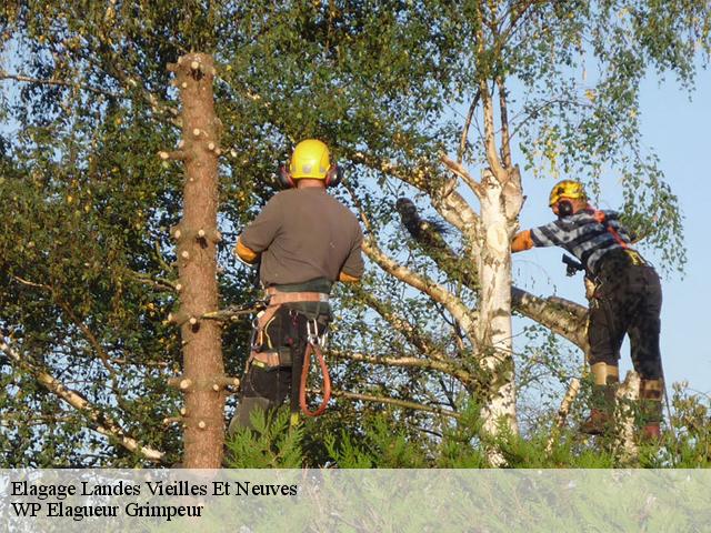 Elagage  landes-vieilles-et-neuves-76390 WP Elagueur Grimpeur