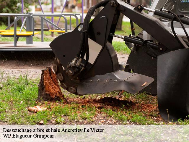 Dessouchage arbre et haie  ancretieville-victor-76760 WP Elagueur Grimpeur