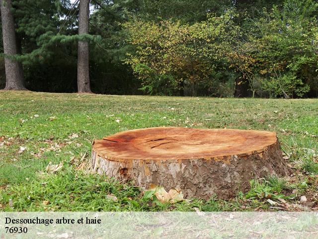 Dessouchage arbre et haie 76930