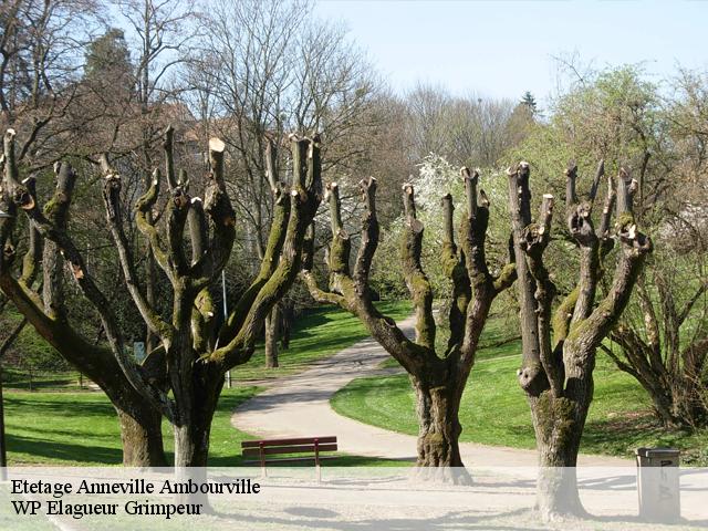 Etetage  anneville-ambourville-76480 WP Elagueur Grimpeur