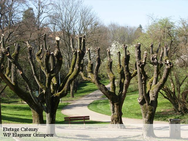 Etetage  catenay-76116 WP Elagueur Grimpeur