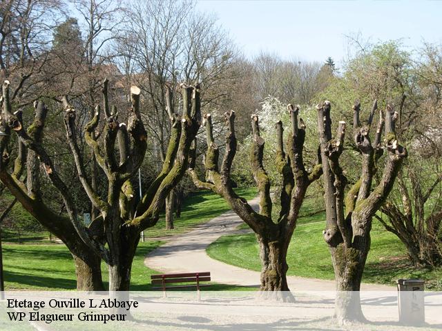 Etetage  ouville-l-abbaye-76760 WP Elagueur Grimpeur